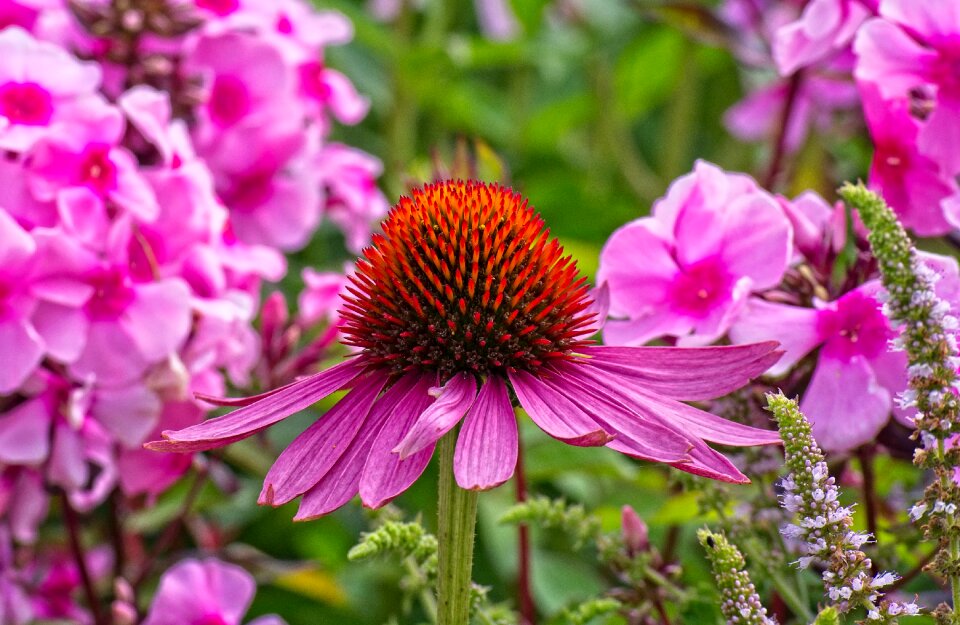 Nature summer plant