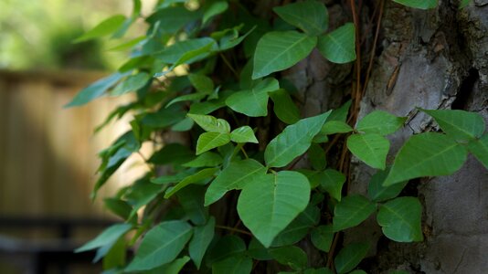 Nature outdoors poison ivy