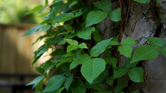 Nature outdoors poison ivy photo