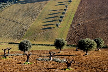 Tree landscape olive grove