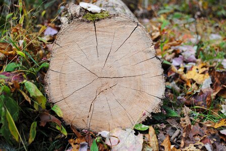 Wood forest nature