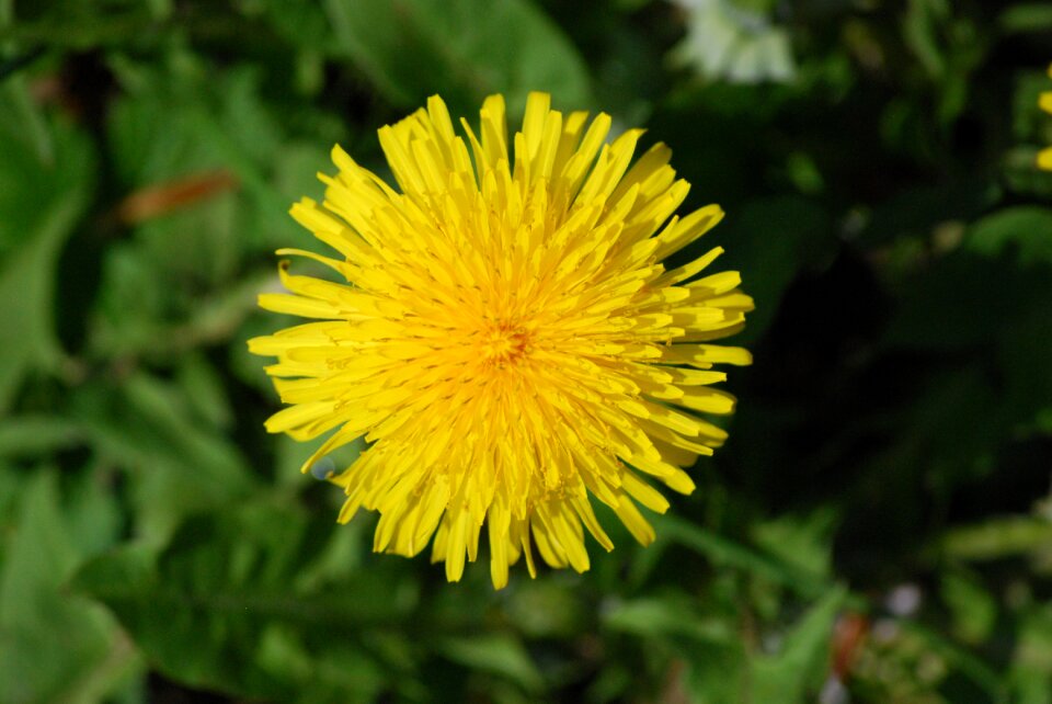 Summer dandelion garden