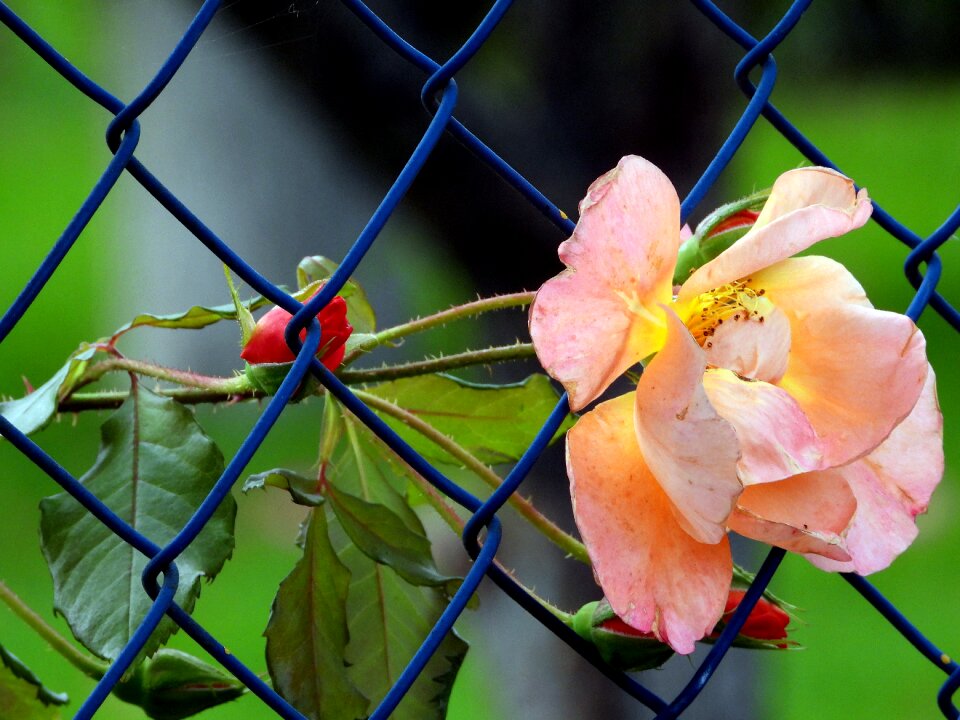 Garden flower the fence