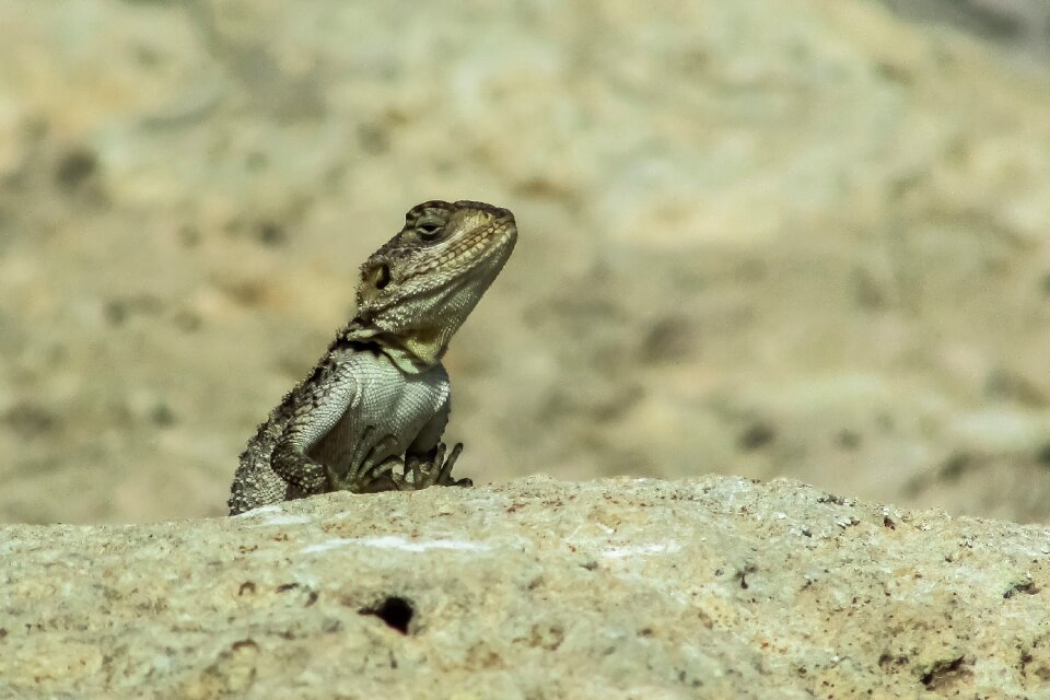 Wildlife animal stellagama stellio cypriaca