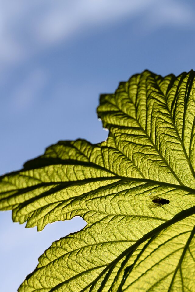 Leaf insect silhouette