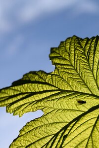 Leaf insect silhouette