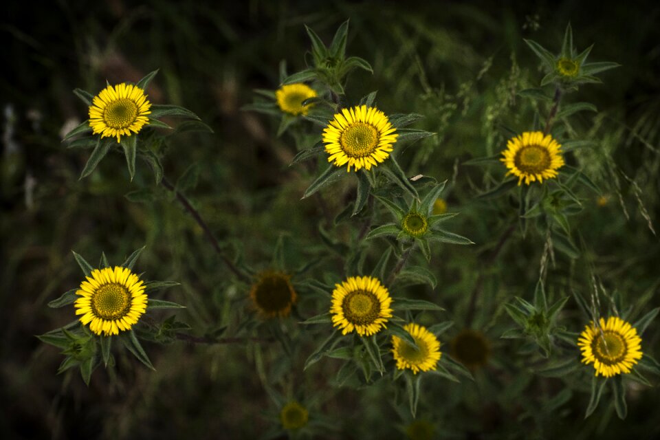 Plant flora beautiful