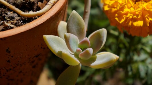 Outdoors succulents plant