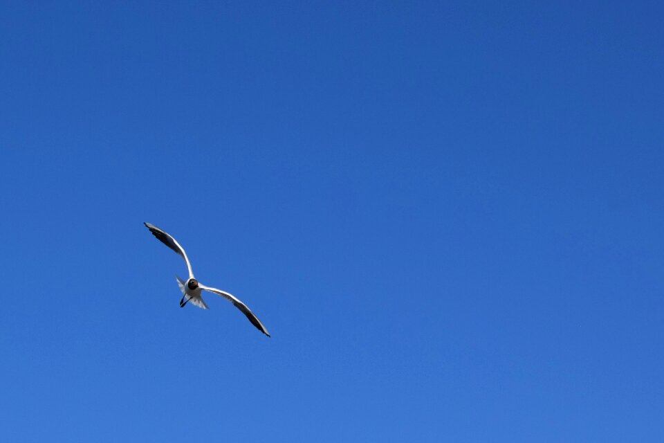 Sky blue fly