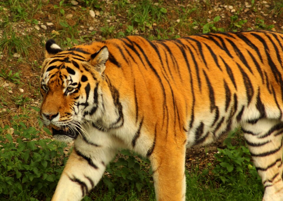 Animal world beautiful zoo