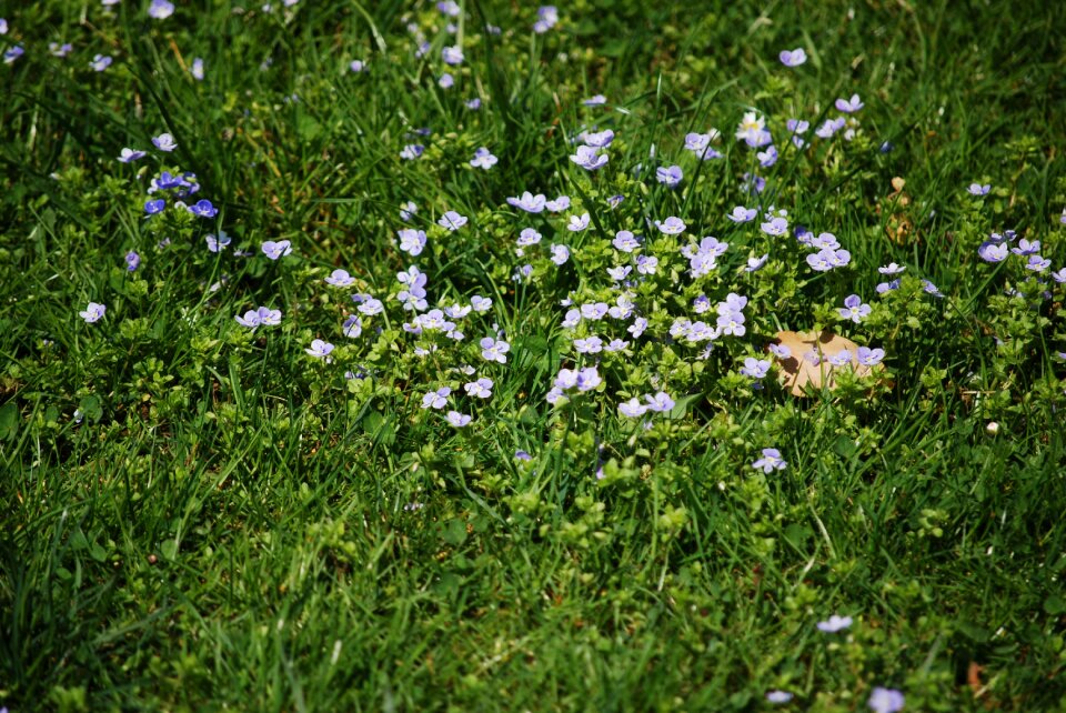 Nature meadow summer