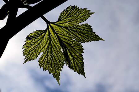 Green silhouette hops