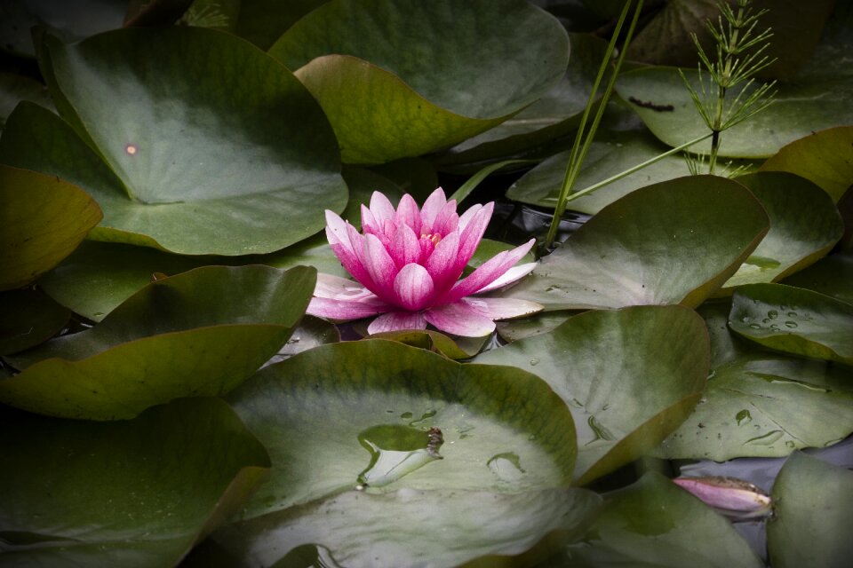 Flower pond flowering