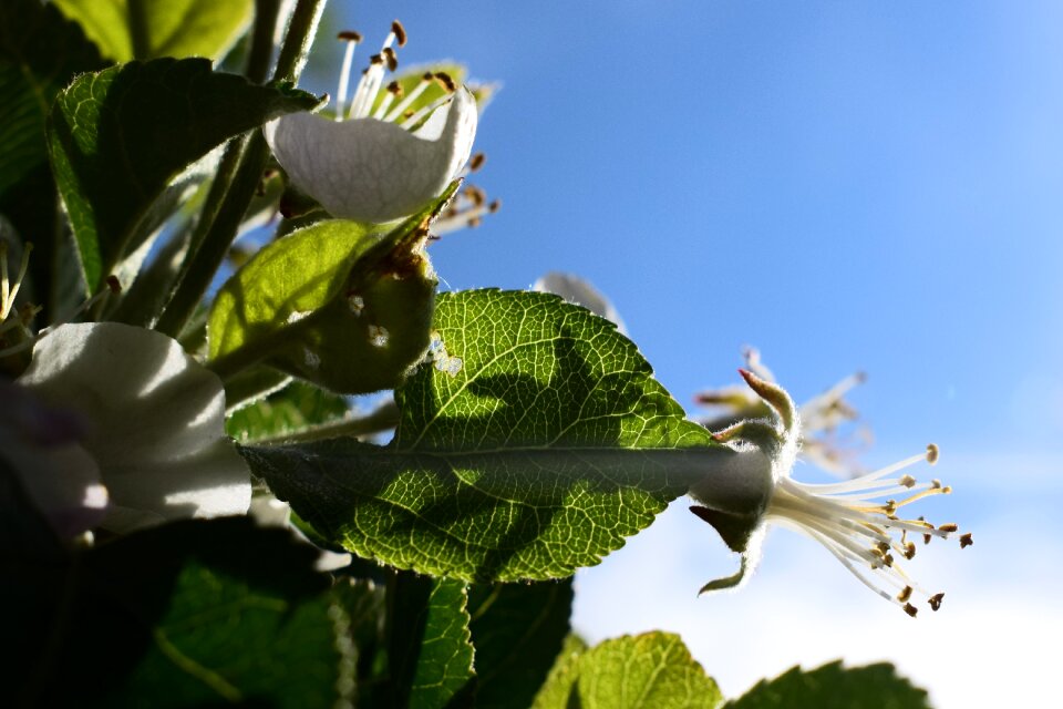 Flower spring plant