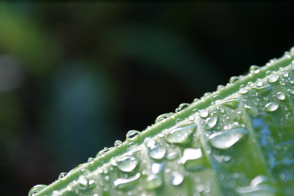 Green banana leaf