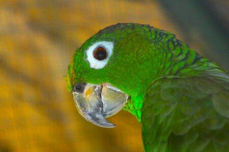 Parrot closeup feathers photo