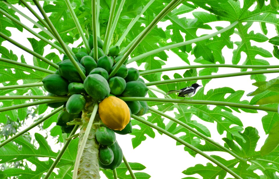 Yellow fruit tropical