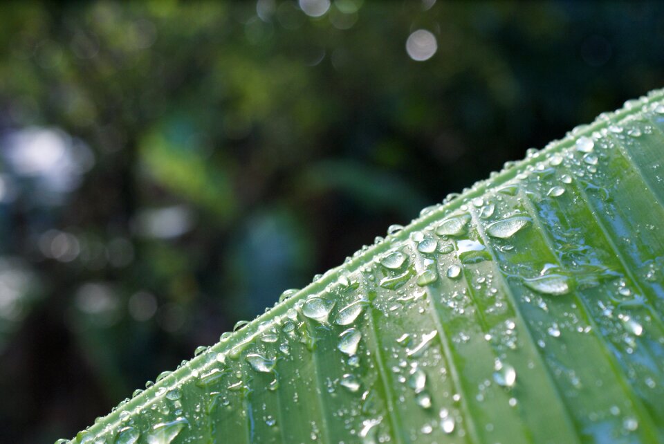 Green banana leaf