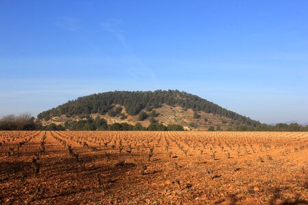 Vineyards wine cold