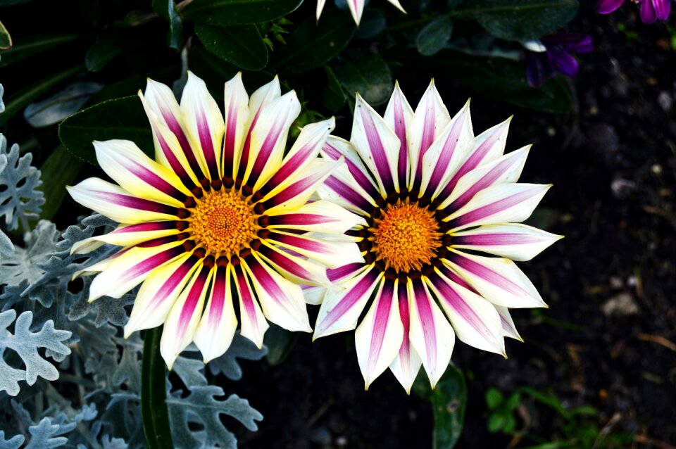 Nature plant petals