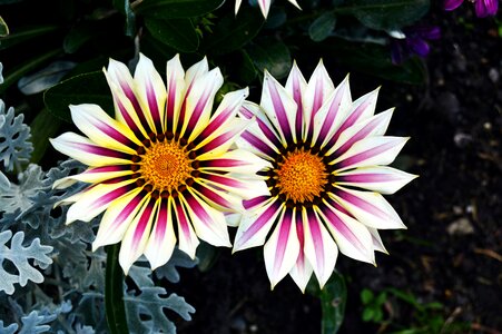 Nature plant petals photo