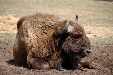 Nature buffalo massive