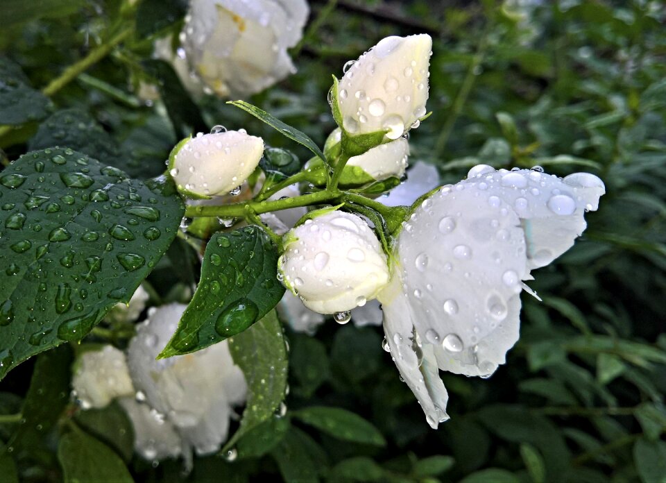 Jasmine flower branch white flowers