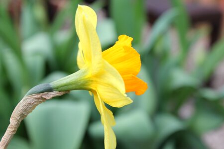 Plant spring yellow