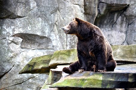 Zoo predator brown