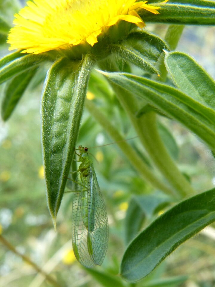 Flying insect detail tiny