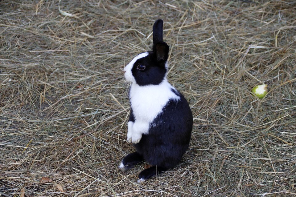 Cute nature animal world