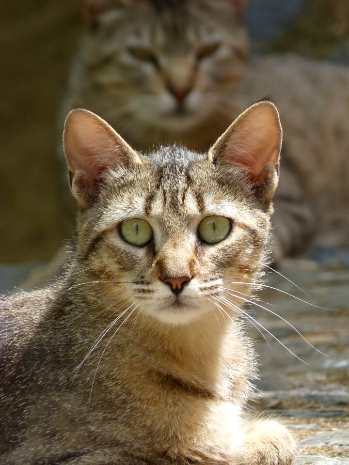 Domestic feline lookout rest