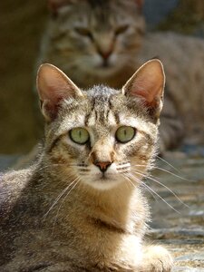 Domestic feline lookout rest photo