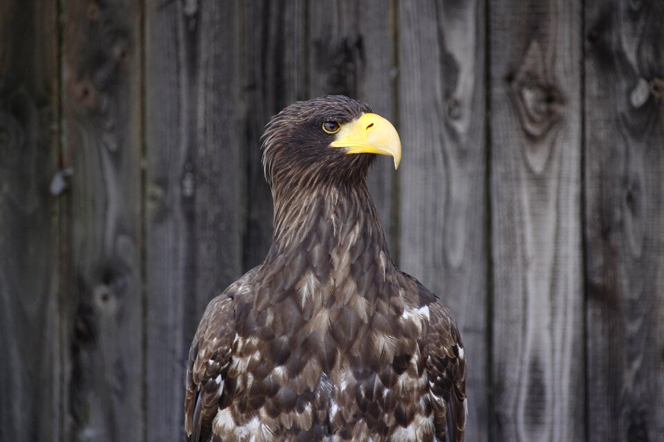 Bill bird of prey animal world