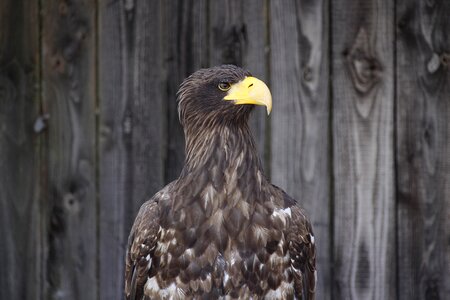 Bill bird of prey animal world