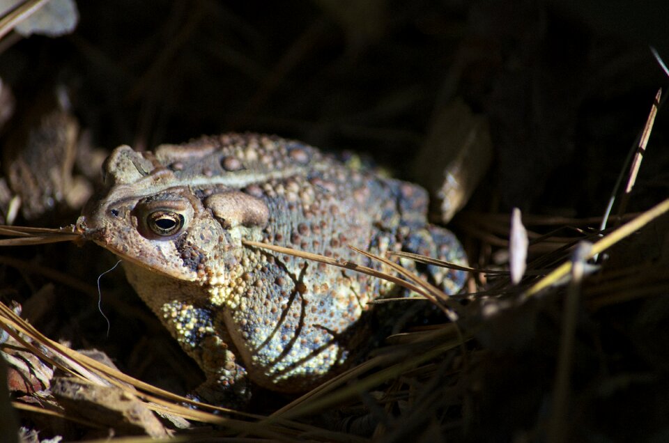 Toad frog amphibian