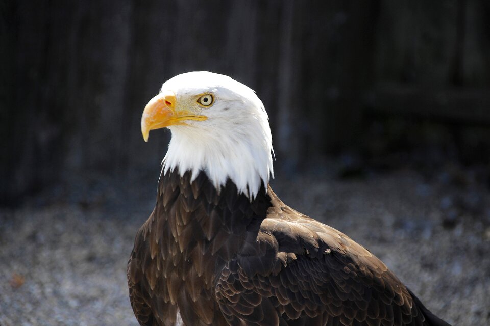 Adler nature raptor