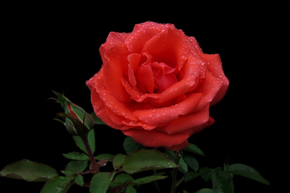Blossom bloom flower