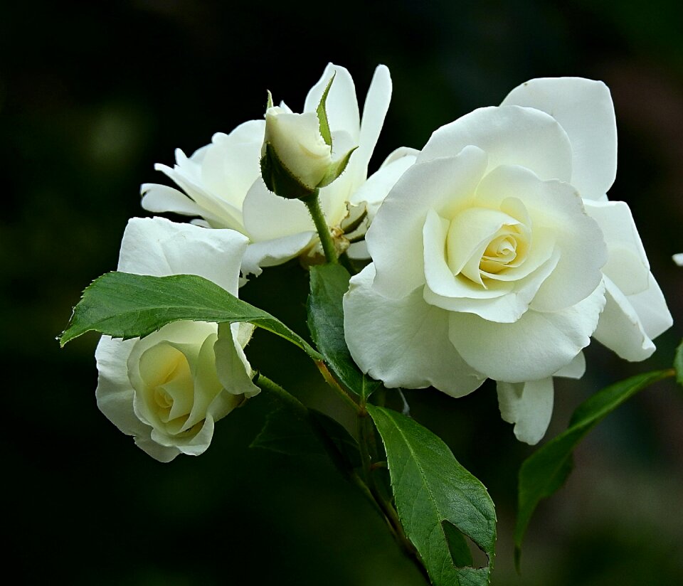 Spring flower the delicacy