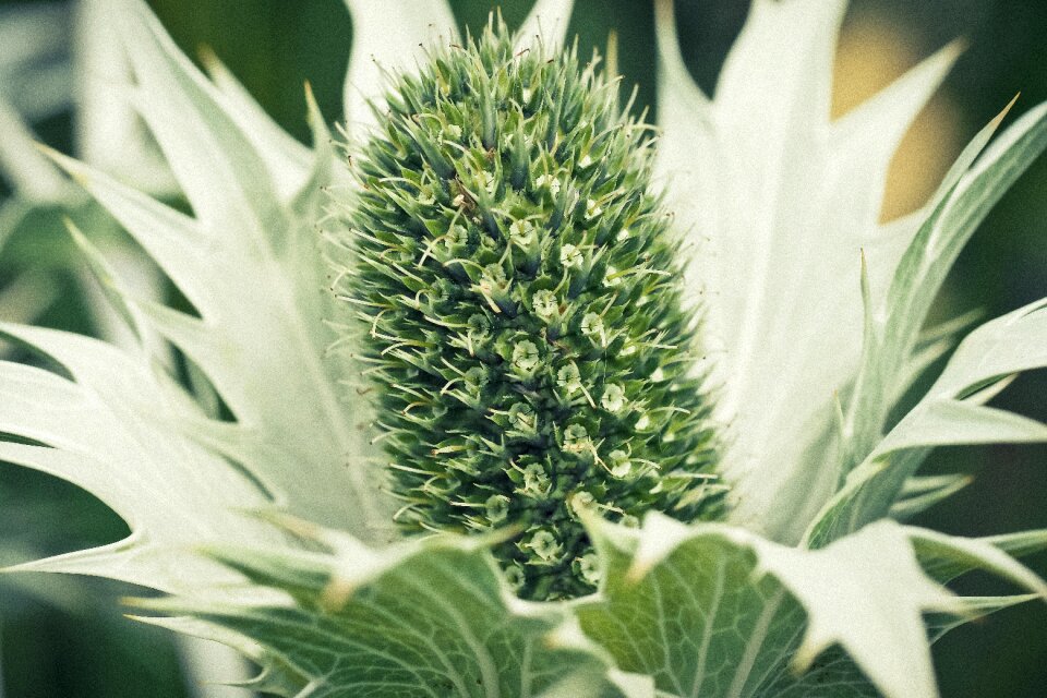 Nature plant flora