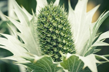 Nature plant flora