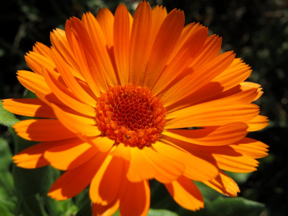 Zoom marigold garden