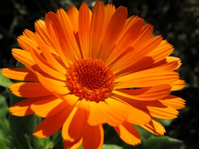 Zoom marigold garden photo