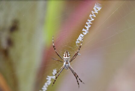 Arachnid chilling nature photo