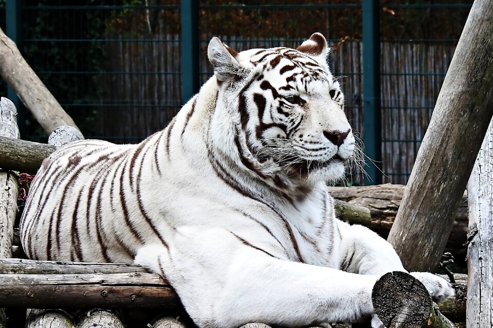 Predator dangerous big cat