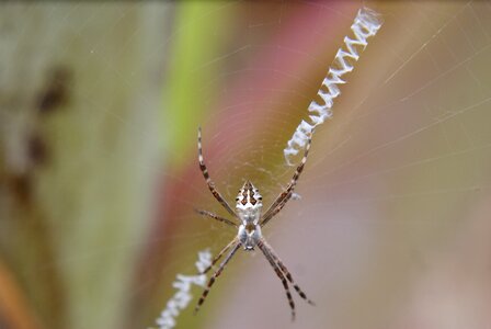 Arachnid chilling nature photo