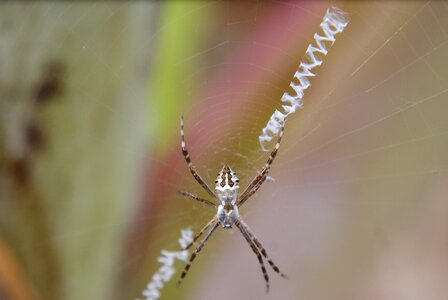 Arachnid chilling nature