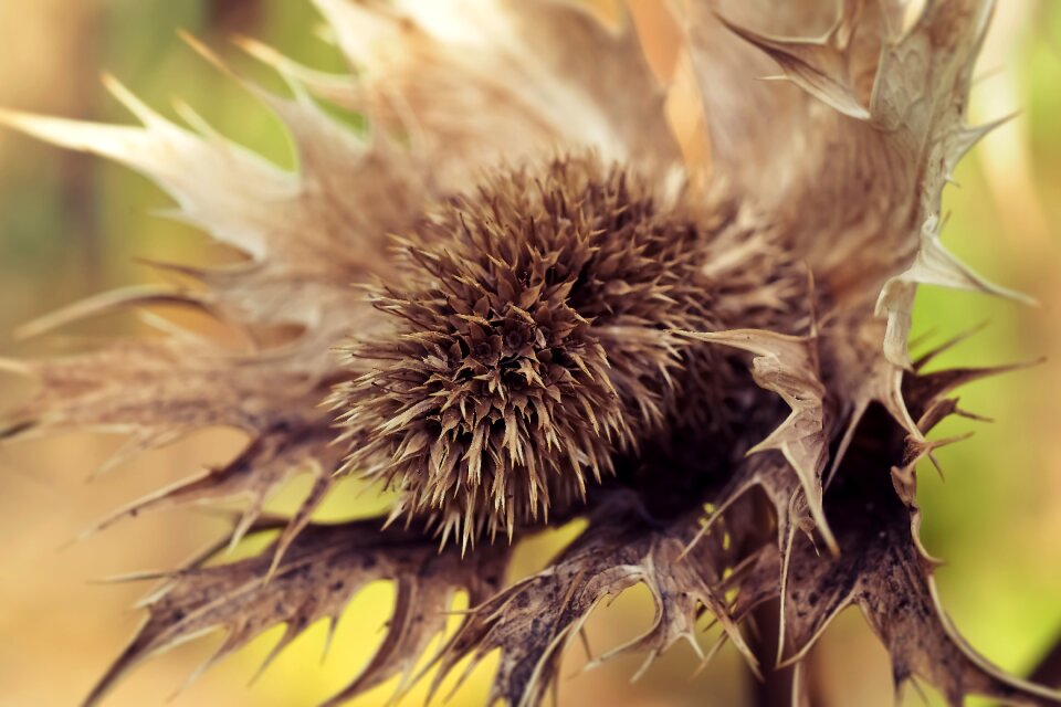 Brown withers withered