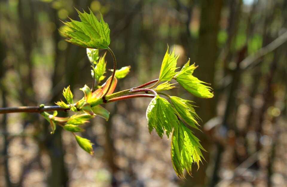 Leaf nature at the court of