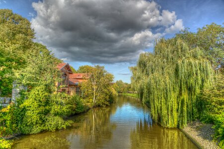 Trees green water photo